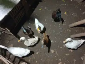 Bebek dewasa 7 ekor