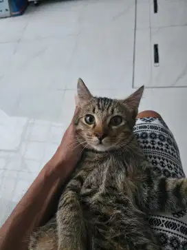 Kucing lokal gemuk dan sehat