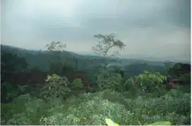 Di Desa Gunung Malang, Kec Tenjolaya