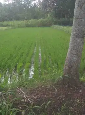 Dijual Tanah Sawah di Kalasan Sleman Yogyakarta By Rumah Chinida