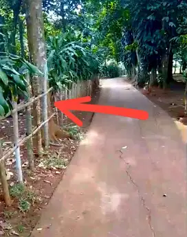 Kebun Durian samping perum Citra Elok Jonggol, Cileungsi Bogor timur