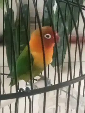 Jual burung Lovebird