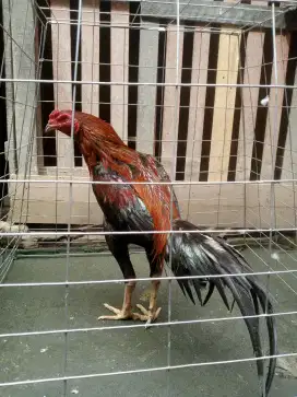 Ayam Bangkok muda