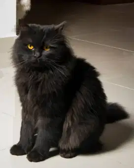 Kucing Persia long hair anakan import