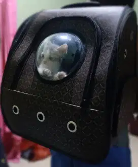 Kebutuhan Majikan Kesayangan