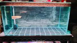 Aquarium dan arwana albino