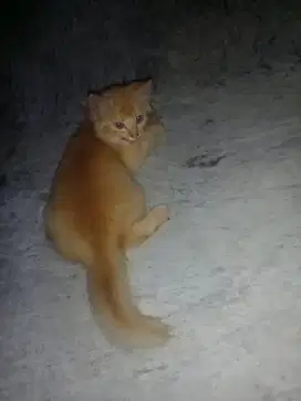 kucing persia himalaya