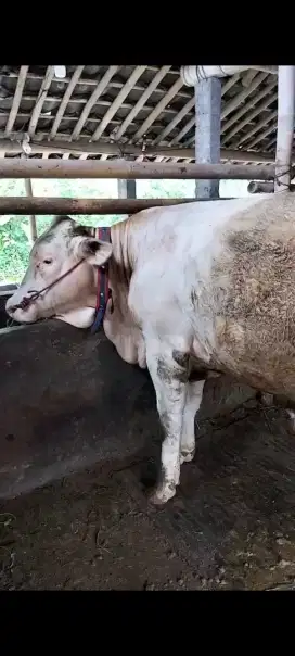 Jual Sapi Belgia Cros 3 Ekor
