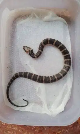 Ular air Homalopsis buccata / ular kadut belang utk aquascape 15cm