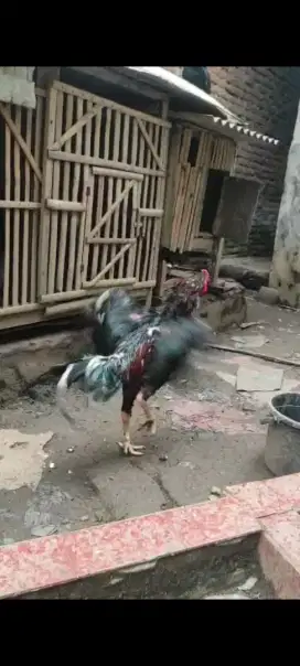 Jual ayam Bangkok klasik