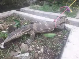 Biawak lumayan besar dilarangan ciledug
