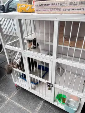 Dijual kucing + kandang murah