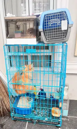 Dijual kucing + kandang murah