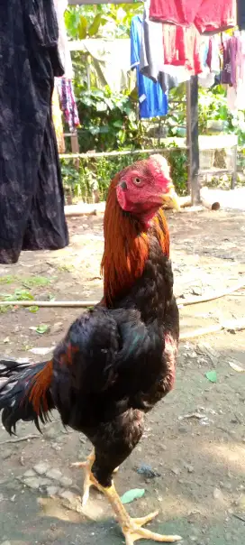 Jual ayam Bangkok pakoy asli