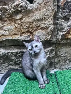 Kucing Scottish