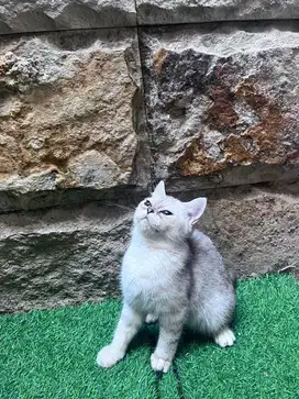 kucing scottish straight