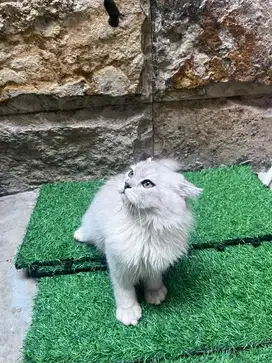 kucing scottish