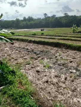 Lahan sawah kering di kalibagor