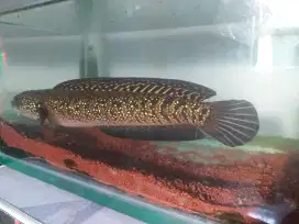 Chana asiatica kalimaya