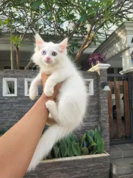 Kitten persia white solid ODDE EYES