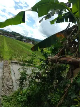 Di Jual Tanah Sawah di Jetis Bantul Jogja