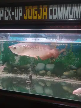 Arwana golden red plus aquarium