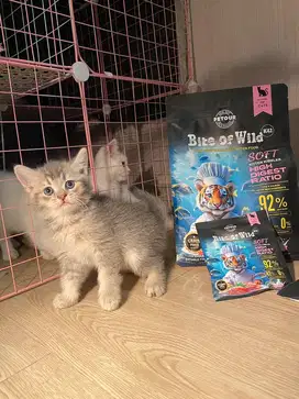 LEPAS ADOPT BSH PED/NP