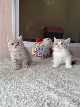LEPAS ADOPT BSH
