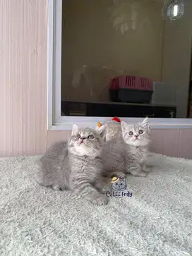 LEPAS ADOPT BSH