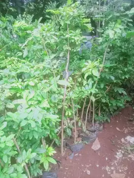 Bibit pohon durian mangga Lengkeng Alpukat dll.