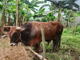 Sapi Qurban Murah Meriah