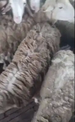 domba jantan cross texel 40kiloan 1 tahunan siap kurban terbaik 2025