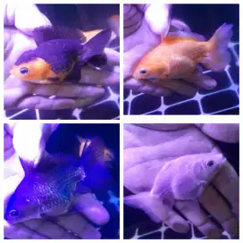 Paket Ikan koki oranda 4 ekor