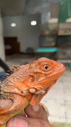Tobago Hybrid/ Red tobago /Tored