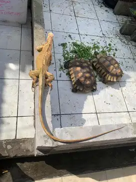 Red albino Iguana