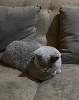 British shorthair bsh british short hair