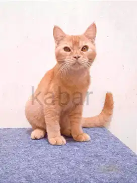 Kucing british shorthair BSH