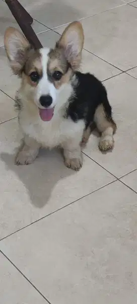 PUPPY ANAKAN CORGI GORGY STAMBUM BETINA LUCU GEMBUL