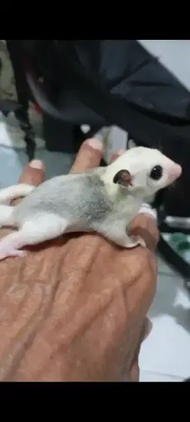Sugar glider mozaik platinum