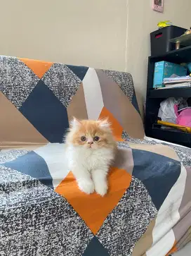 Kitten persian peaknose usia 2 bulan super gemoy