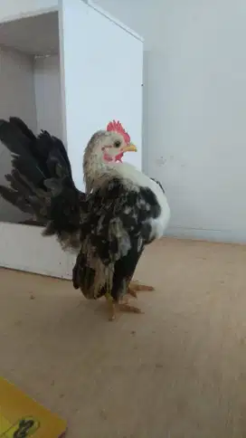 Ayam Serama Jantan