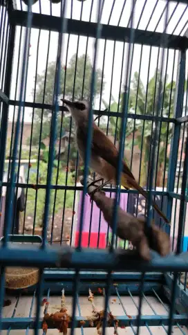 Burung trucuk jinak anak tunggal dari lolohan umur 7 bln