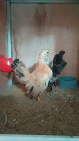 Ayam Serama 1 Pasang