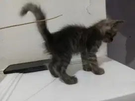 Anabul anggora, lepas adob