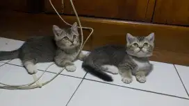 Kucing Munchki  Bsh