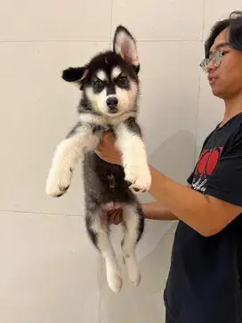 Sale 1 female husky good quality