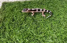 LEOPARD GECKO / LUCU DAN MENGGEMASKAN