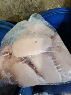 Ayam mabur fress