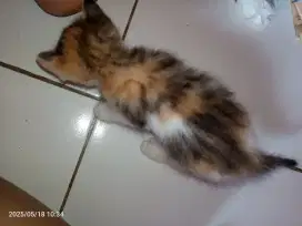 Open adopsi kucing