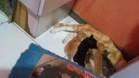 Open adopsi kucing